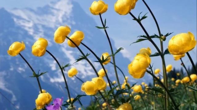 Летние цветы.Summer Flowers/Aleksander Glazunov смотреть онлайн