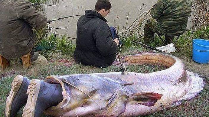 Я ржал до слёз ⧸ Приколы на рыбалке ⧸Смешные случаи на рыбалке смотреть онлайн