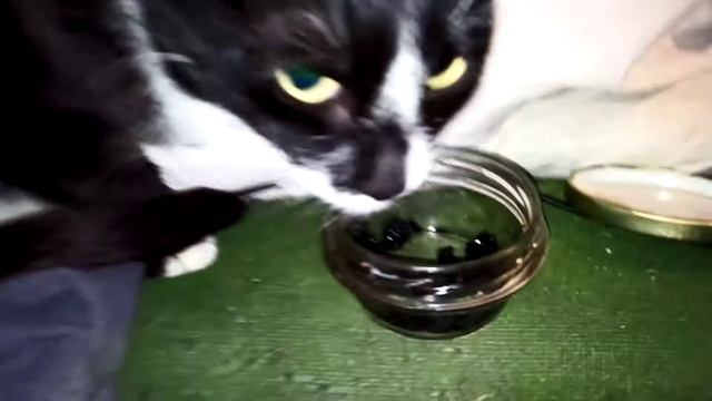 Киска кушает икру палтуса смотреть онлайн