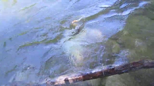 Форелька на воблер из бальзы смотреть онлайн