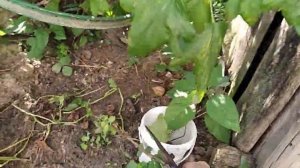 Обрезка черной смородины после сбора урожая