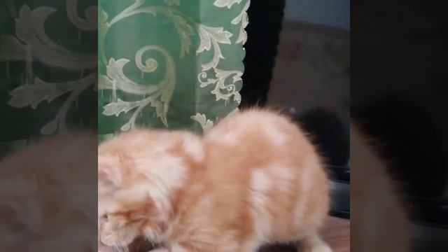 Красная солидная (d) кошка Мейн-кун 3,5 месяца смотреть онлайн