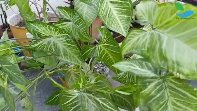 Syngonium Plant की Care कैसे करें|Syngonium Plant Care|Syngonium Plant कैसे लगाएं смотреть онлайн