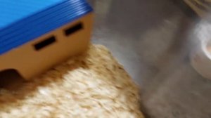 ОБУСТРОЙКА КОНТЕЙНЕРА ДЛЯ ДЖУНГАРСКОГО И СИРИЙСКОГО ХОМЯКА ?