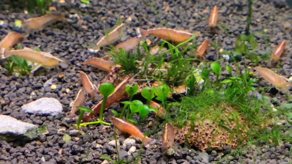 Креветка бабаулти красная / Caridina sp babaulti