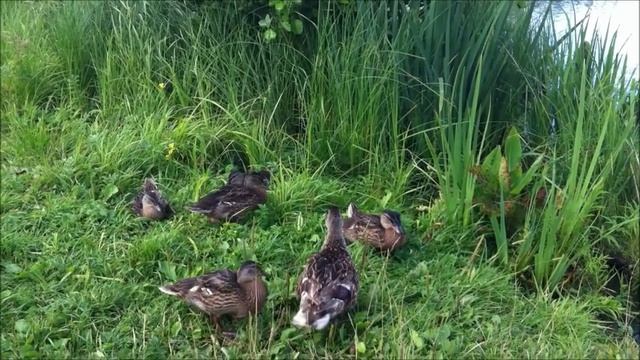 УТЯТА смотреть онлайн