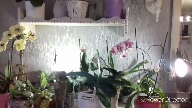 Немного орхидей))Одонтоглоссум.Поболтушки?