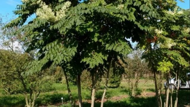 Аралия маньчжурская — лечебные свойства и противопоказания смотреть онлайн