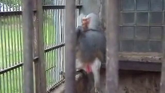 Вождь павианов смотреть онлайн