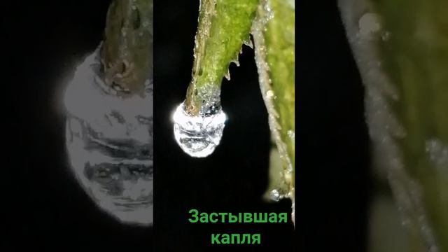 Застывшая капля дождя. смотреть онлайн
