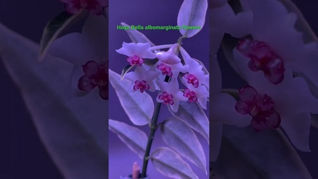 #shorts HOYA BELLA ALBOMARGINATA FLOWERS смотреть онлайн