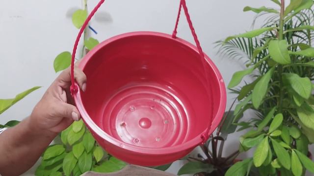 FILODENDRO SCANDENS / Liliana Muñoz смотреть онлайн