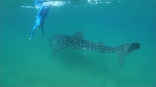 Freediving with Whale Sharks. Фридайвинг с Китовыми Акулами. смотреть онлайн