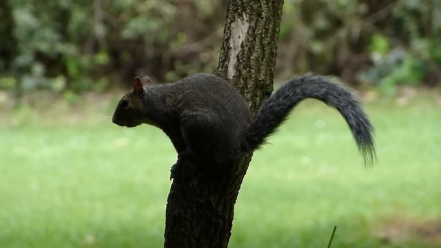 Panasonic Lumix DMC-FZ150 review смотреть онлайн