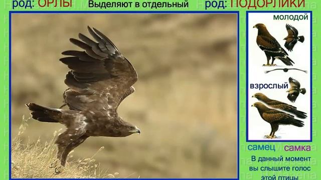 Подорлик. Голоса птиц смотреть онлайн