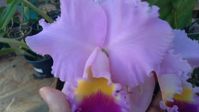 cattleya Horace смотреть онлайн