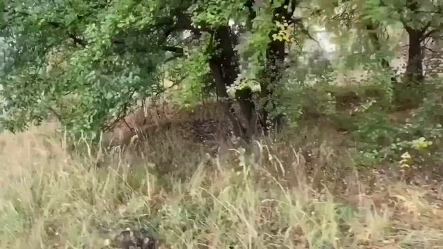 СНОВА ТРАНСЛИРУЮТ КЛОУНАДУ. ОЛЮНЯ И КОТЮНЯ. смотреть онлайн