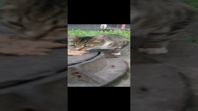 Марта. Наши уличные питомцы. смотреть онлайн