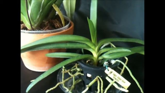 New! Vascostylis Viboon Velvet 'Perfection', Odcdm In Bloom & More Spikes.