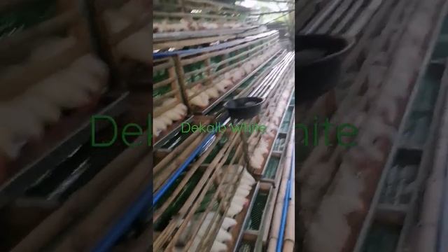 Bamboo Chicken Layer Cages | Dekalb White смотреть онлайн