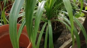 Панданус: пересадка взрослого растения с заглублением