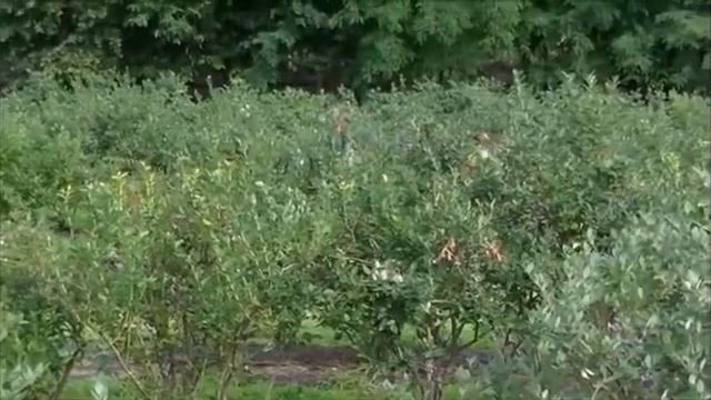 Черника выращивание| Бизнес идея по выращиванию ягод | опыт Италии | смотреть онлайн