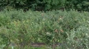 Черника выращивание| Бизнес идея по выращиванию ягод | опыт Италии |