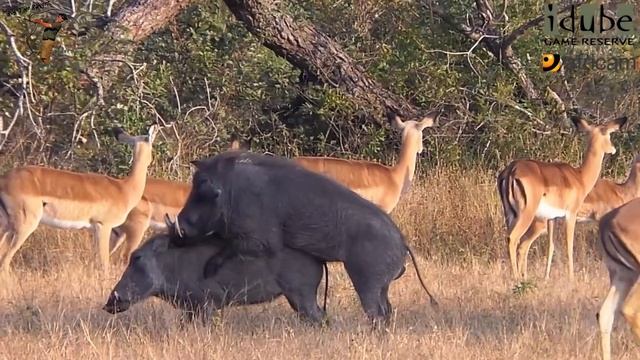 Warthogs Making Babies (Making Bacon?) | African Safari Sighting