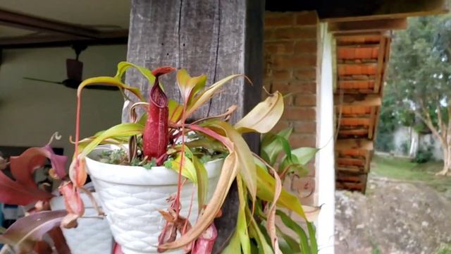 Nepenthes (Viking X Hookeriana) X Graciliflora Var. 1 E 2.