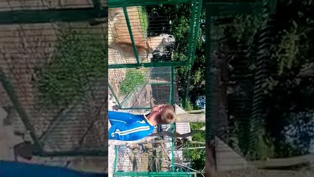 Лама плюется смотреть онлайн