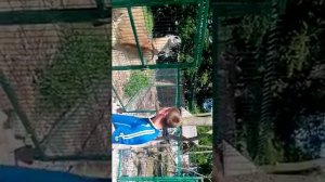 Лама плюется