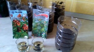 КЛЕЩЕВИНА посев и всходы