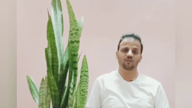 Snake plant benefits /best hardy indoor plant/ home decor sansevieria or morher-in-law's tongue смотреть онлайн