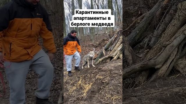 Приезд в реабилитационный парк для диких животных «Arden» в Хмельницкой области. Волк Бани. Ukraine смотреть онлайн