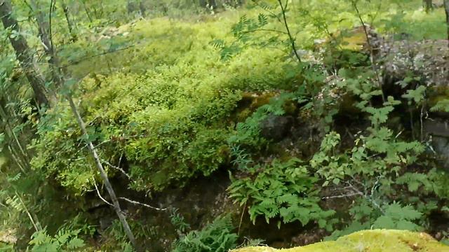 Прогулка по Выборгу смотреть онлайн