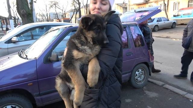 ГИГАНТСКИЙ ЩЕНОК Немецкой Овчарки 3 месяца. Одесса. смотреть онлайн