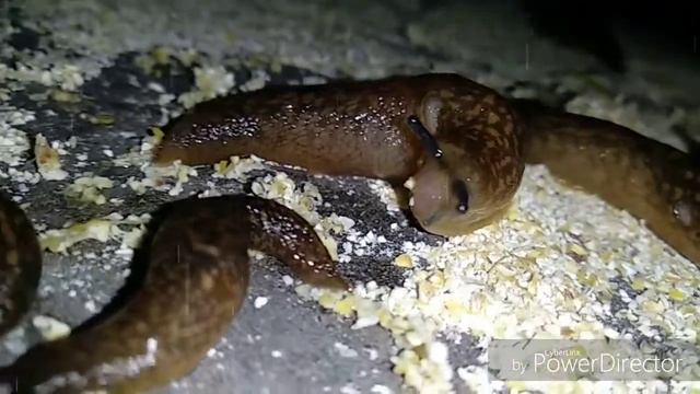 Слизни празднуют Новый год) смотреть онлайн