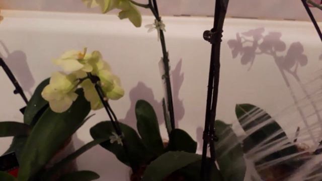 Душ для орхидей смотреть онлайн