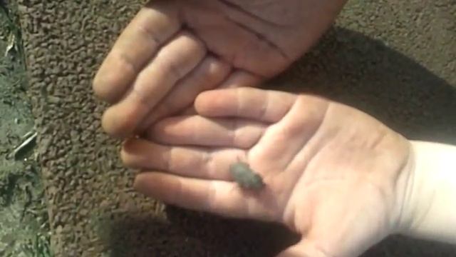 Удивительные приключения хрущака смотреть онлайн