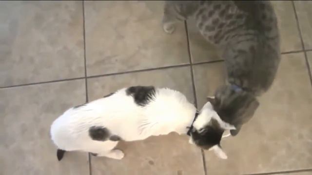Мое измененное видео