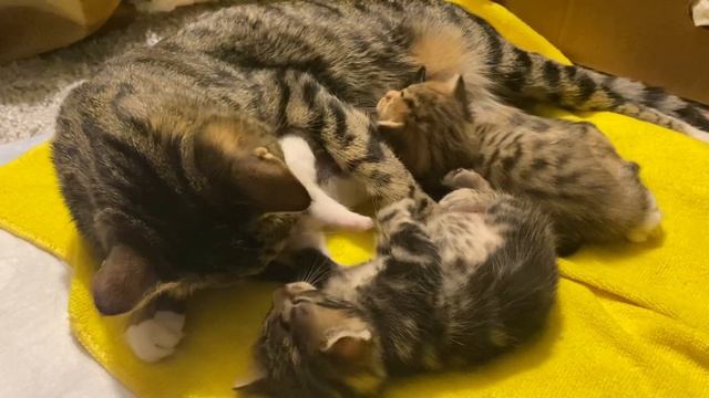 ЧЕМ КОРМИТЬ КОТЯТ? МАСЯНЯ СКОРО ВЕРНЁТСЯ К БЮДЖЕТНЫМ КОРМАМ. 18 ДНЕЙ КОТЯТАМ смотреть онлайн