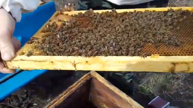 Весенний осмотр пчел 2020! Пересадка семьи в чистый улей смотреть онлайн