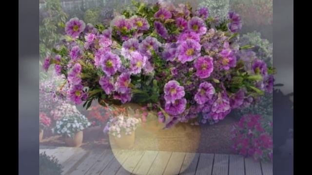 Красивые Петунии\BeautifulFlowers