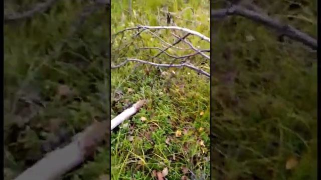 Очень много брусники! смотреть онлайн