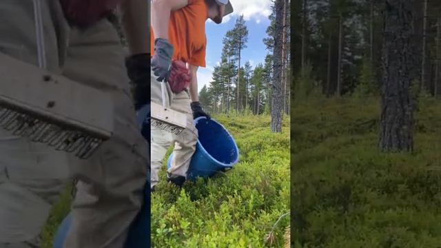 Blueberry picking with hand rake in northern forests by @kristinaabratko смотреть онлайн