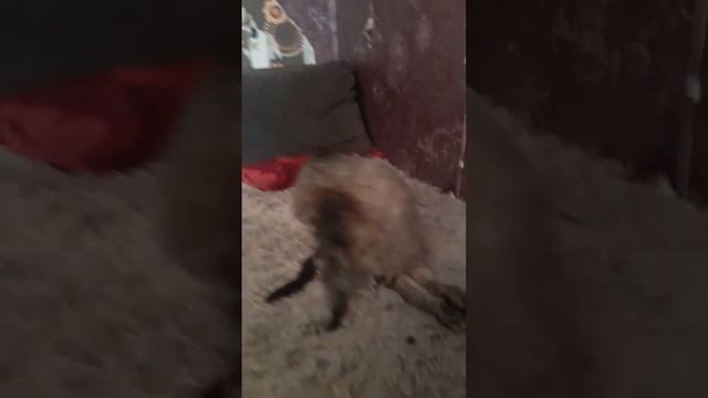 У котика больные лапки смотреть онлайн