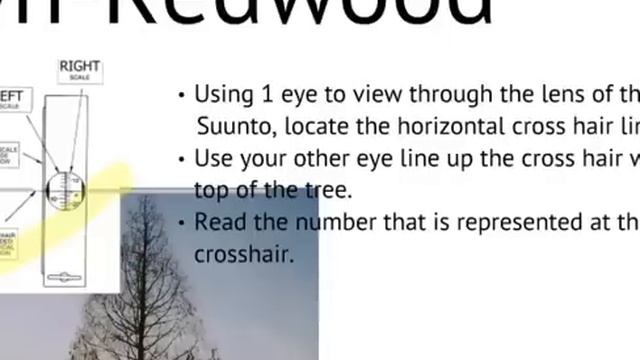Tree Measurement With A Suunto