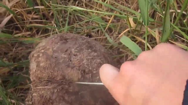 Гриб-старая мочалка. Головач гигантский (дождевик). Лангермания гигантская (Calvatia gigantea) смотреть онлайн