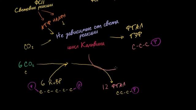 № 6 Фотосинтез цикл Кальвина смотреть онлайн