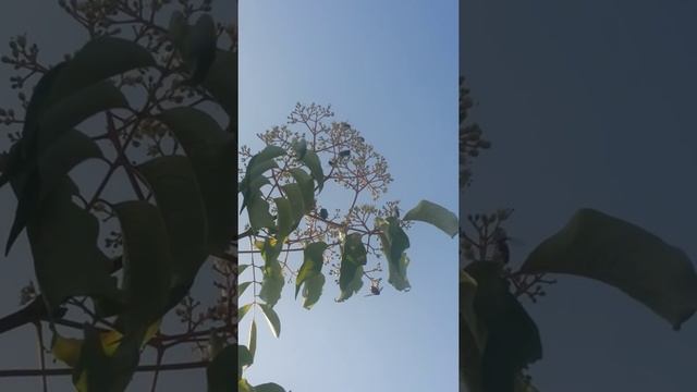 Еводия - Euodia Daniellii - Дървото на пчеларя